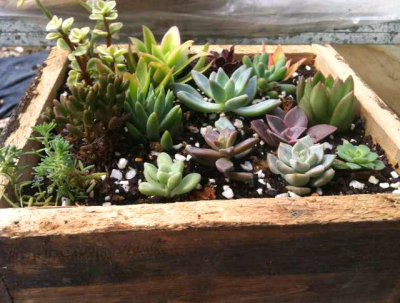 姐姐服装店不要的木台盒子。做拼盘刚好。总觉得变废为宝是一件自豪的事。很有成就感。买来就很漂亮的容器。没有挑战感。