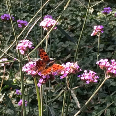 蝴蝶和蜜蜂都来了