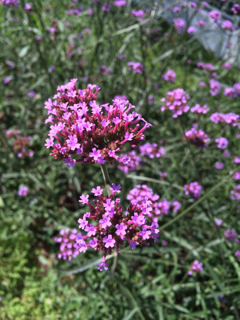 花团锦簇