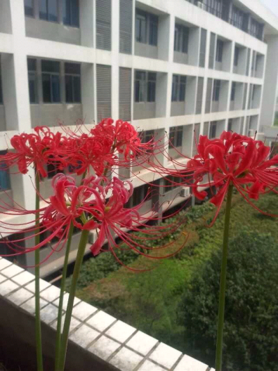 花开彼岸