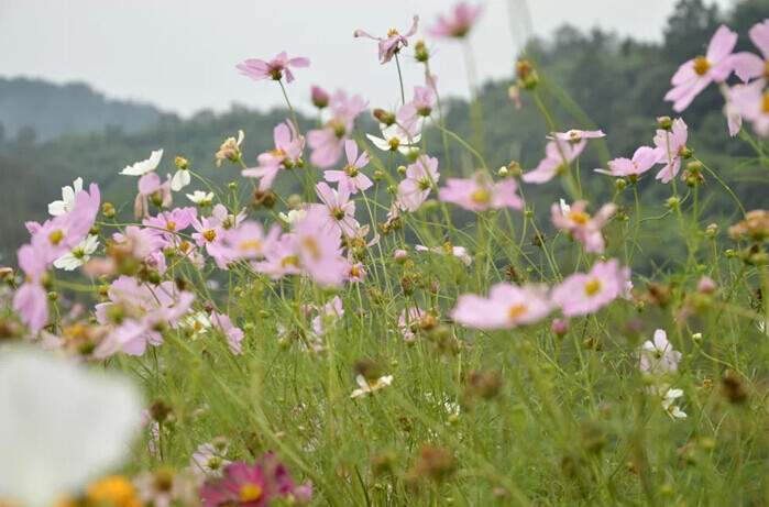 格桑花