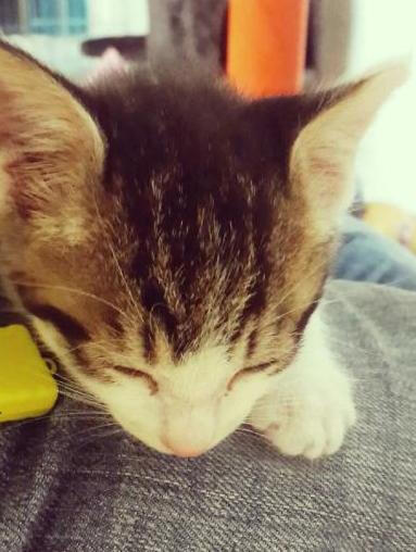 一月零一周大的姬汤君 喜欢柔软温暖的地方睡觉