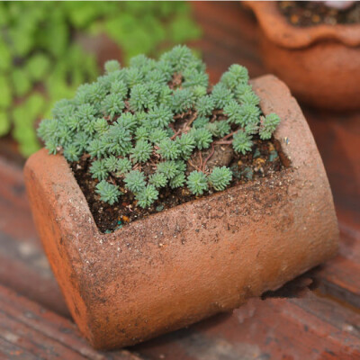 多肉植物花盆花器/陶土粗陶泥花盆/日式zakka做旧花盆/红陶盆田园