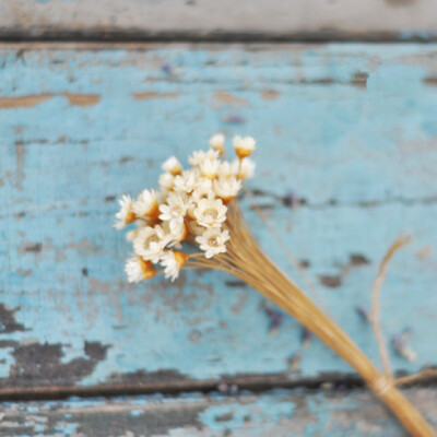 园艺杂货拍摄道具zakka杂货巴西进口星菊 小雏菊 很小的一撮