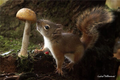 热爱拍摄北方野生动物的摄影师Andre Villeneuve，把他的镜头对准了小松鼠和小鸟，那画面太美了，萌出一脸血啊有木有