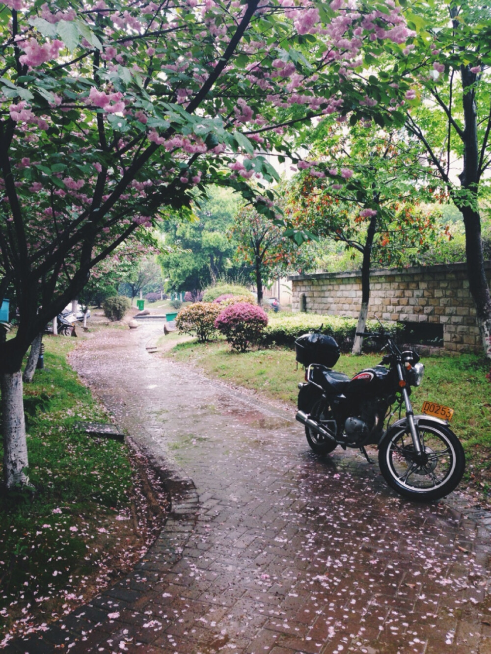 雨后小清新