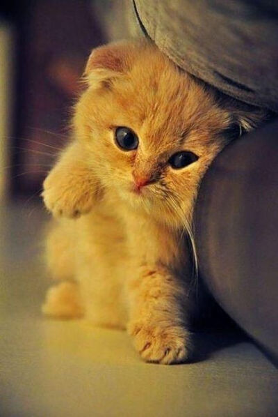 Ooh I just want to give it a squeeze! Too adorable!