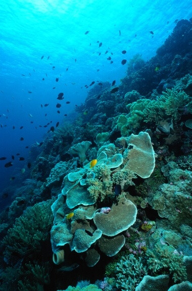 珊瑚是珊瑚虫群体或骨骼化石，名字来自古波斯语 sanga（石）。珊瑚虫是一种海生圆筒状腔肠动物，食物从口进入，食物残渣从口排出，它以捕食海洋里细小的浮游生物为食，在生长过程中能吸收海水中的钙和二氧化碳，然后分泌出石灰石，变为自己生存的外壳。在中国，珊瑚是吉祥富有的象征，一直用来制做珍贵的工艺品。红珊瑚与琥珀、珍珠被统称为有机宝石。清代皇帝在行朝日礼仪中，经常戴红珊瑚制成的朝珠。珊瑚还有养颜美容、活血明目的功效，是中药名贵药材。它的英文名叫coral。 想去观看这个珊瑚可以来www.getbustours.cn 看看有没有合适你的旅游路线。