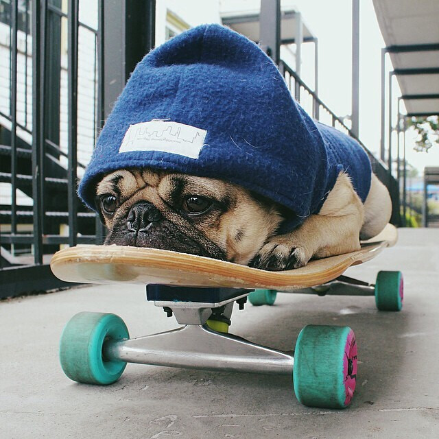 【ins】insta_animal，He was a skater pug, she said see you later pug! For more pictures of the adventures of Doug the Pug FOLLOW @leslieanddoug