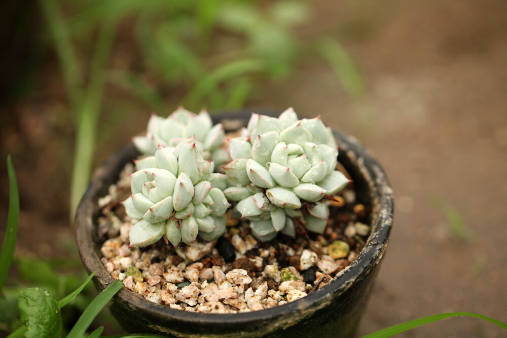 多肉植物 掌上花园--无名 最开始我们总是奋不顾身的许下了生死相依的承诺，最后难免的成人之美，所以我们终究都会有自己的幸福，不要太多的过于去迁就过去....