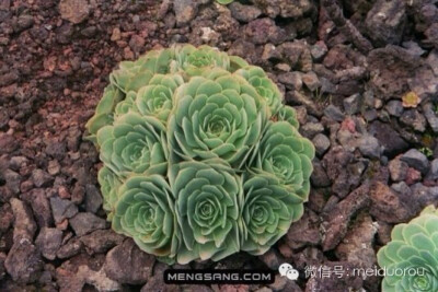 月影系(Echeveria elegans)，多肉类植物拟石莲花