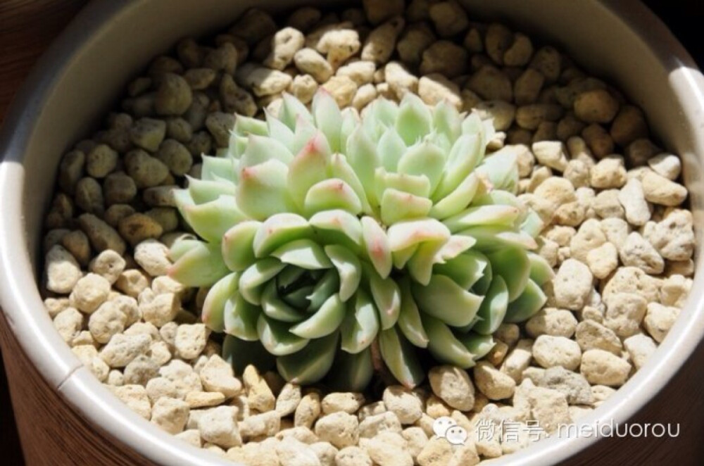 月影系(Echeveria elegans)，多肉类植物拟石莲花