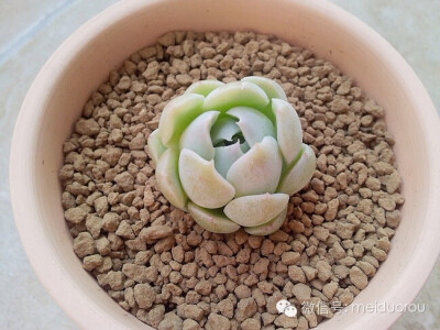 月影系(Echeveria elegans)，多肉类植物拟石莲花