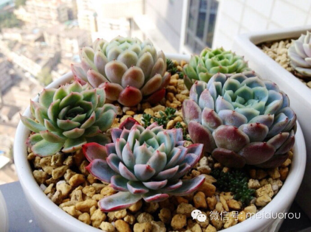 月影系(Echeveria elegans)，多肉类植物拟石莲花