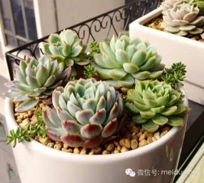 月影系(Echeveria elegans)，多肉类植物拟石莲花