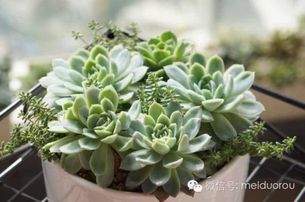 唯美的月影系(Echeveria elegans)，多肉类植物拟石莲花