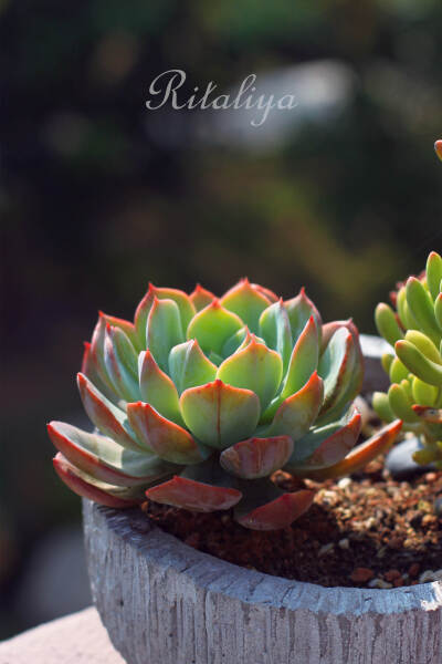 {.不知名.}石莲属是我的最爱，这样子嗲嗲的绿更爱~\多肉植物\肉肉\盆栽\\