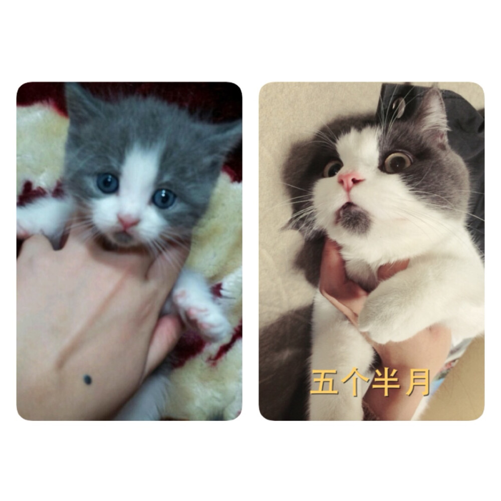 喵星人猫萌宠萌宝贝我的心肝