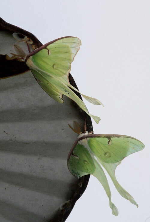 姬长尾水青蛾（学名：Actias neidhoederi），又名木生长尾水青蛾，为天蚕蛾科长尾水青蛾属下的一种…