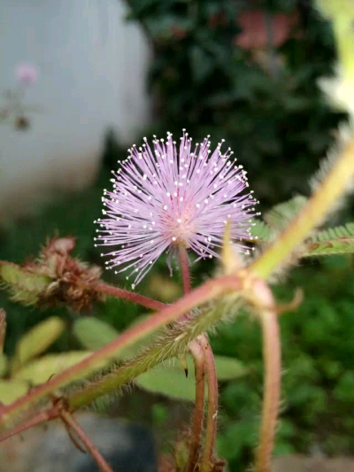 含羞草花