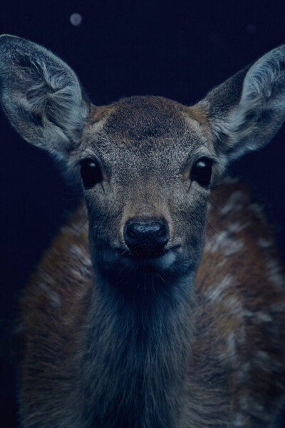 日本 须板公园 海报 摄影 壁纸 动物 鹿