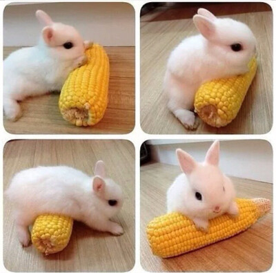 玉米 兔子 动物 可爱