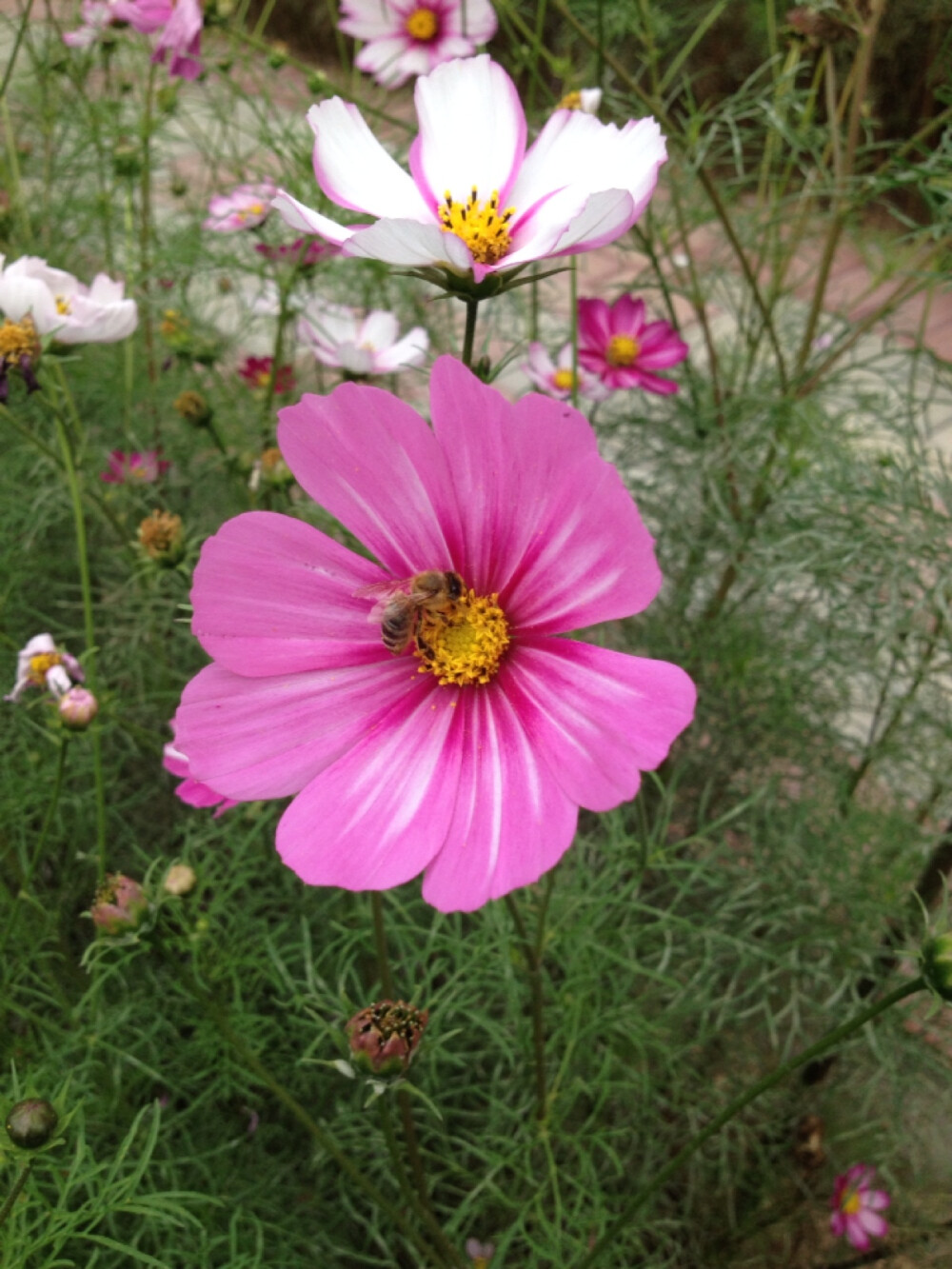 多看看小蜜蜂采蜜，使人安静、放松、愉悦、美好！