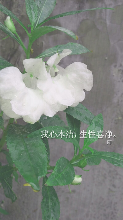 【花园夜迷你摄影】一年四季的小草植物系列。2014年9月阿花拍摄于山东长岛。小清新文艺风。大家都在做这种，我也凑热闹做个文字壁纸玩玩。高清的。二次上传请免。