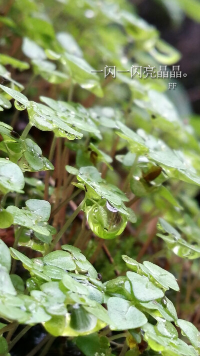 【花园夜迷你摄影】一年四季的小花小草植物系列。2014年4月阿花拍摄于江西。小清新文艺风。大家都在做这种，我也凑热闹做个文字壁纸玩玩。高清的。二次上传请免。