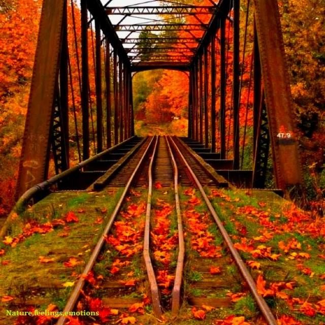 The train tracks in autumn.