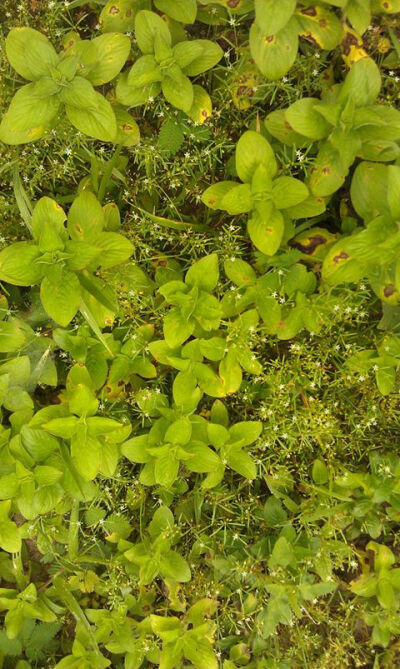 绿绿葱葱；壁纸不能太花，但最好花的均匀、色系最好是一样的~