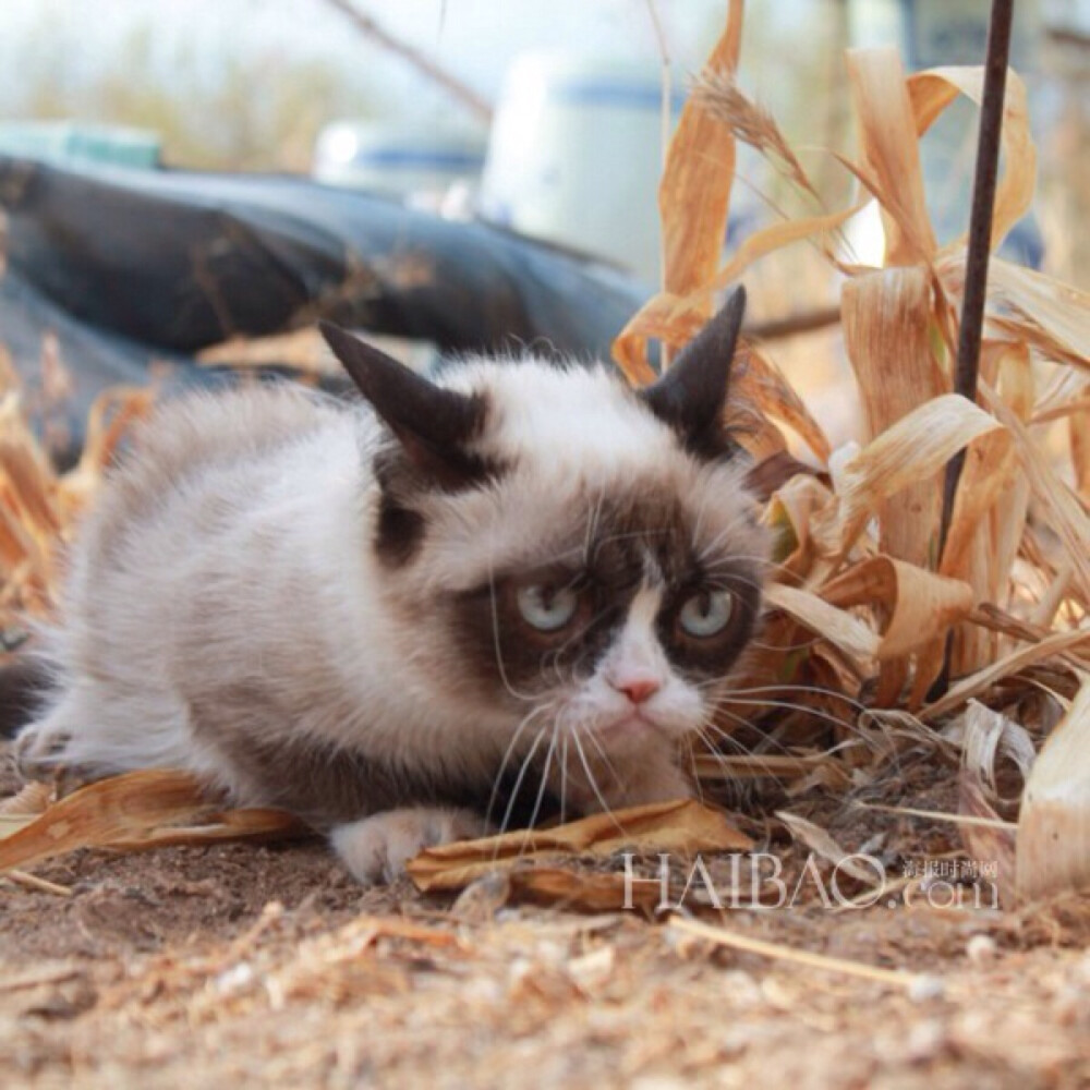 ​Tard是一只红遍全球的猫咪，如果你对这个名字陌生的话，那么，它的别称“暴躁猫” (Grumpy Cat) 一定会让你感到很熟悉。没错，Tard就是那只天生一副不开心表情，总在傲视群雄的猫咪。 眼神不屑眉头微皱，喵星人“暴躁猫”驾到！一起翻翻超人气猫咪​Tard私照，逗趣表情有没有让你会心一笑？