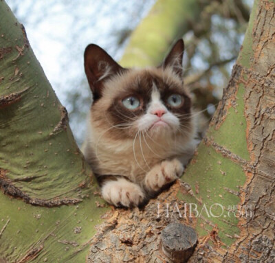 ​Tard是一只红遍全球的猫咪，如果你对这个名字陌生的话，那么，它的别称“暴躁猫” (Grumpy Cat) 一定会让你感到很熟悉。没错，Tard就是那只天生一副不开心表情，总在傲视群雄的猫咪。 眼神不屑眉头微皱，喵星人“…