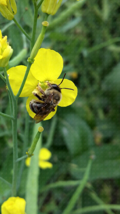 【花园夜迷你摄影】一年四季的小草植物系列。蜜蜂君在工作！2014年4月阿花拍摄于江西油菜花田。小清新文艺风。高清的。二次上传请免。