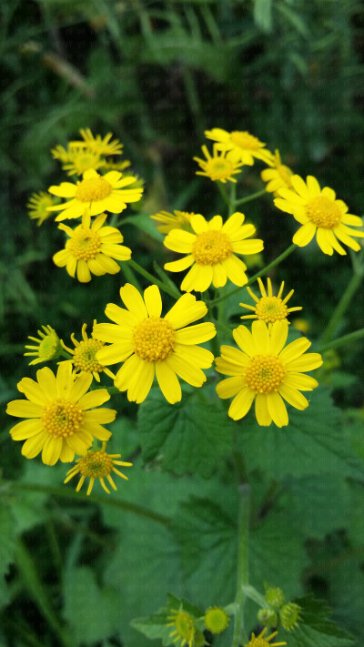 【花园夜迷你摄影】一年四季的小草植物系列。2014年4月阿花拍摄于江西。即使路边草丛，也是这般唯美。小清新文艺风。高清可做壁纸。二次上传请免。