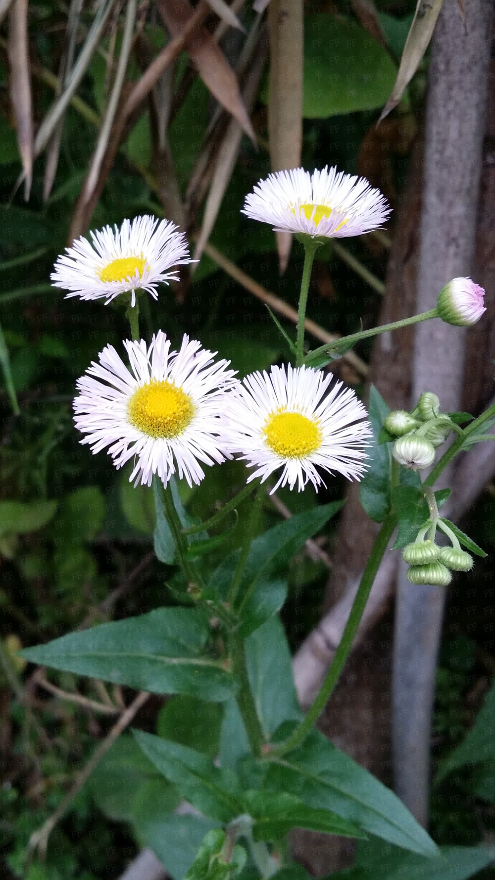 【花园夜迷你摄影】一年四季的小草植物系列。设备：手机…… 2014年4月阿花拍摄于杭州。即使路边草丛，也是这般唯美。小清新文艺风。高清可做壁纸。二次上传请免。