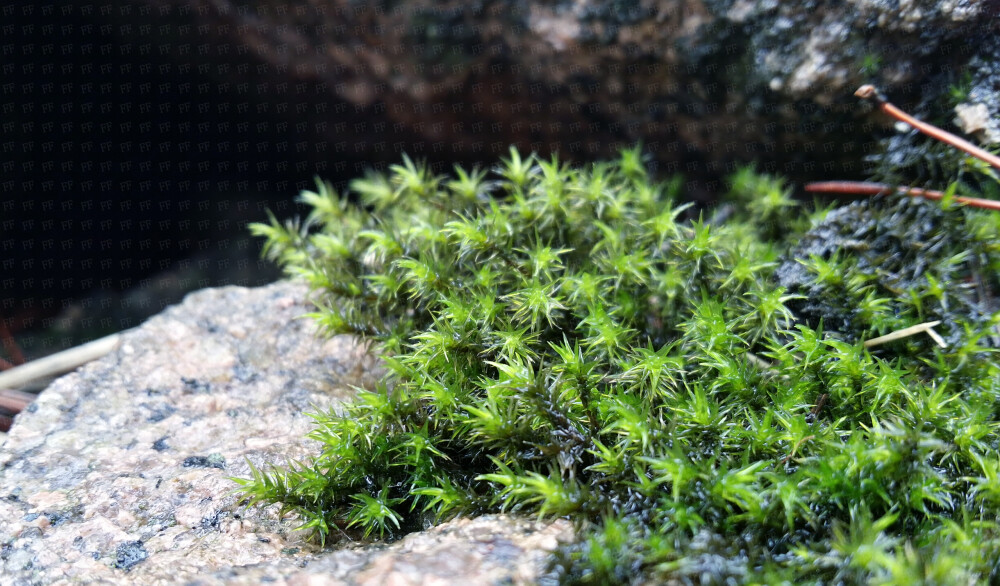 【花园夜迷你摄影】手机拍的一年四季的小草植物。2014年4月阿花拍摄于安徽黄山。唯美的星星苔藓。小清新文艺风。高清。二次上传请免。