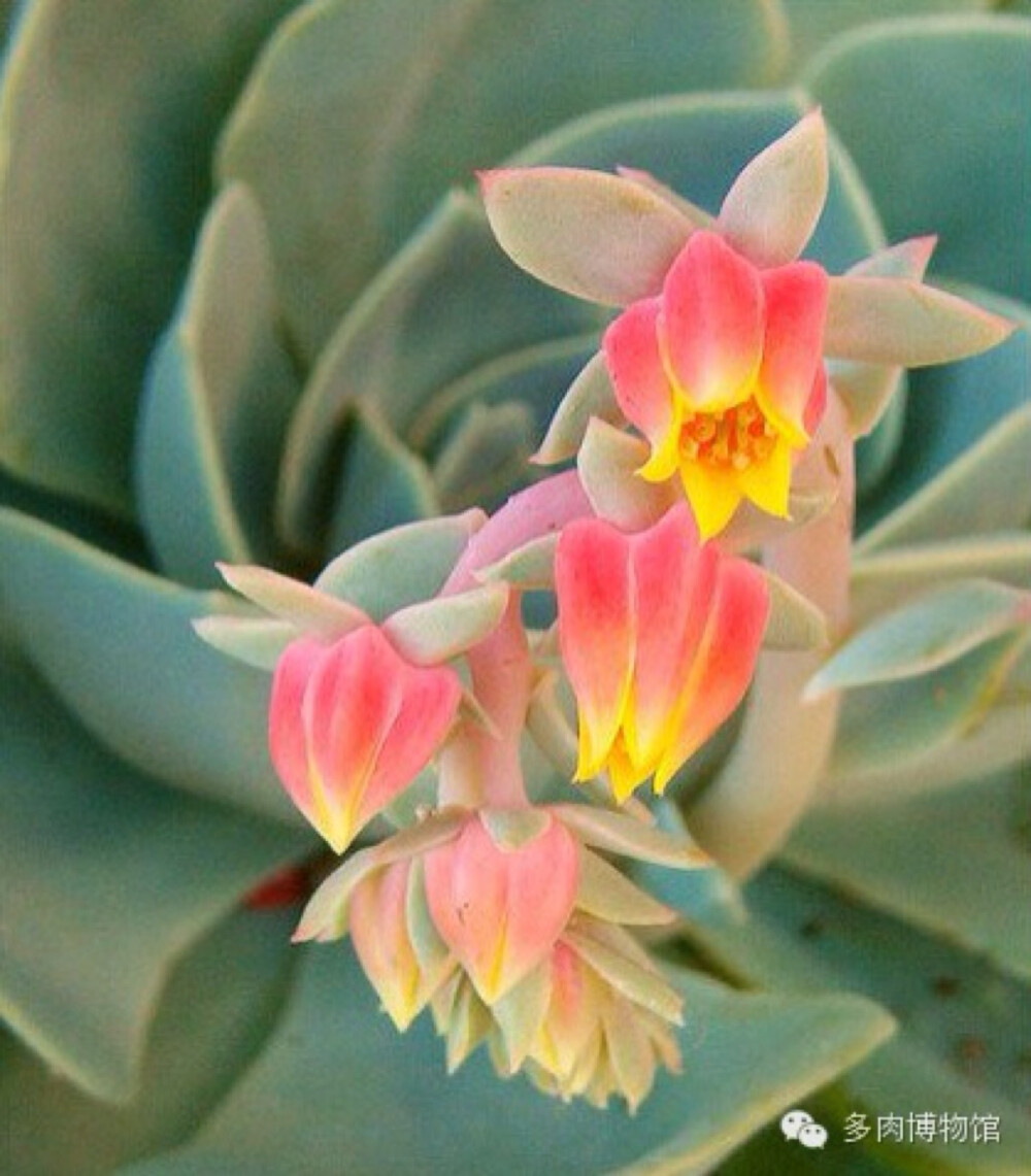 名称：玉蝶Echeveria secunda var. glauca