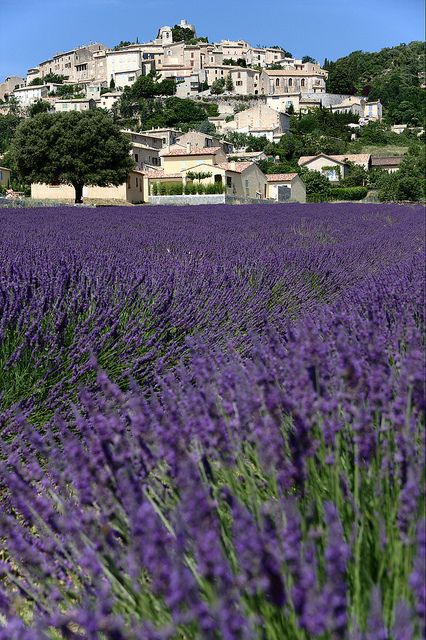 Simiane-la-Rotonde, Provence, France。法国普罗旺斯施米雅那山区，是普罗旺斯著名薰衣草观赏地，施米雅那是一座极具特色的山城，山顶矗立着一座建于12至13世纪的城堡罗通德，环绕着一大片的薰衣草花田。站在施米雅那城镇里，随处可见到紫色花田，无边无际地蔓延。