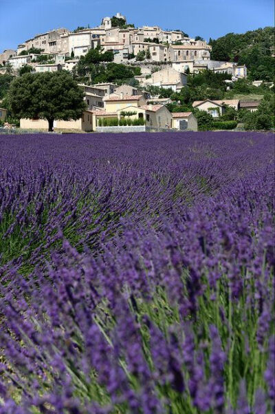 Simiane-la-Rotonde, Provence, France。法国普罗旺斯施米雅那山区，是普罗旺斯著名薰衣草观赏地，施米雅那是一座极具特色的山城，山顶矗立着一座建于12至13世纪的城堡罗通德，环绕着一大片的薰衣草花田。站在施米雅…