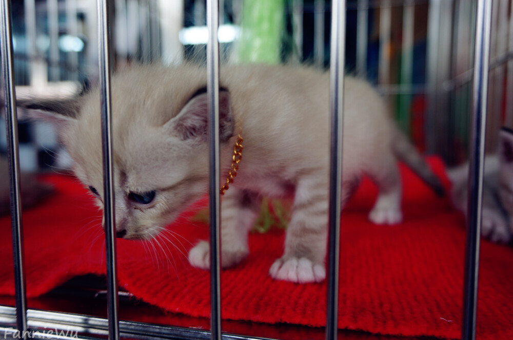 Chatuchak Weekend Market,Bangkok,Thailand。（Photo by Fannie Wu）乍都乍周末市场,位于曼谷市郊，乘坐轻轨列车到莫奇站（Mo Chit）下车便是。每逢周末（仅限周六和周日）开放。她是东南亚地区最大的和泊来品最多的集市。市场内鳞次栉比地排列着超过9000家商铺，要逛遍整个市场，几乎要花上一整天时间。各种商品多到只能用一句话概括：服装、手工艺品、古董、花草、宠物、食品及各种想不到的东西，这里都有。因其是一个以本地人为主要对象的综合市场，价格也很公道。