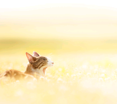 春有春的好，春天过去，有过去的好。