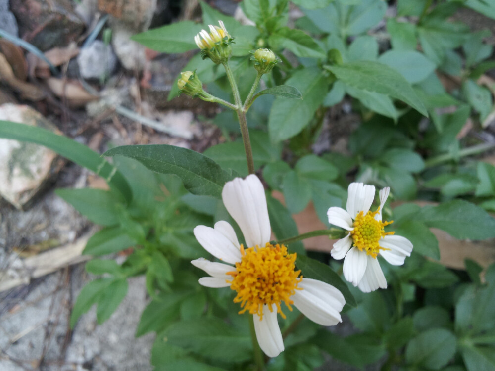 野白菊。