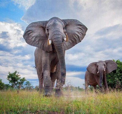 野生动物摄影师维勒·伯拉德·卢卡斯(Will Burrard-Lucas)，因为一张狐獴站在镜头上的照片被大家熟知。