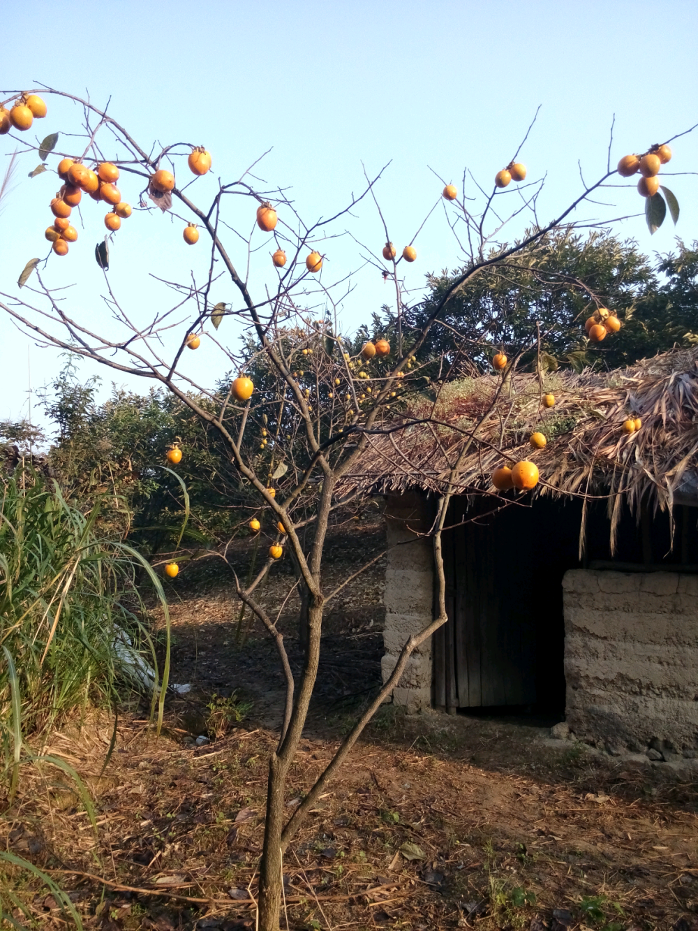 秋柿子，小石屋。