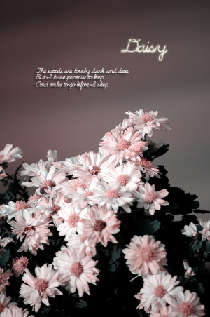 壁纸  花 绽放 风景 blooming