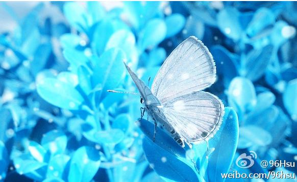 冰蝴蝶蓝色的花海