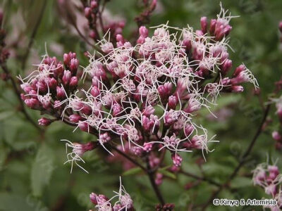 佩兰， 菊科植物中的兰草，是非常常见的一种香草。因为它气香如兰，佩戴它可以芳香辟秽，因此称为佩兰。