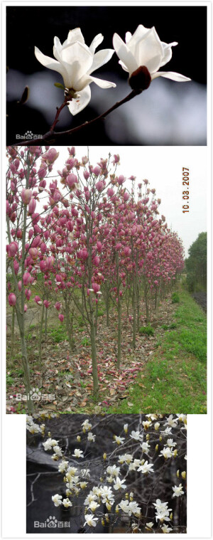 玉兰（Magnolia denudata Desr.），木兰科落叶乔木，别名白玉兰、望春、玉兰花。 原产于中国中部各省，现北京及黄河流域以南均有栽培。木兰科玉兰亚属，落叶乔木。花白色到淡紫红色，大型、芳香，花冠杯状，花先开放，叶子后长，花期10天左右。中国著名的花木，南方早春重要的观花树木。上海市市花。玉兰花外形极像莲花，盛开时，花瓣展向四方，使庭院青白片片，白光耀眼，具有很高的观赏价值；为美化庭院之理想花型。