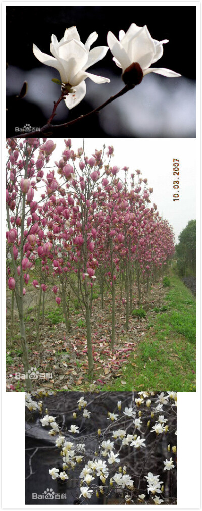 玉兰（Magnolia denudata Desr.），木兰科落叶乔木，别名白玉兰、望春、玉兰花。 原产于中国中部各省，现北京及黄河流域以南均有栽培。木兰科玉兰亚属，落叶乔木。花白色到淡紫红色，大型、芳香，花冠杯状，花先开放…